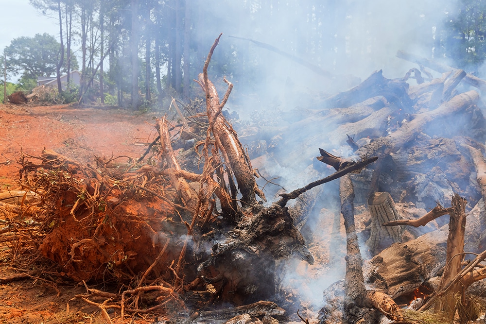 An uprooted forest is being burned in a construction site for the purpose of building houses with the wood that has been uprooted