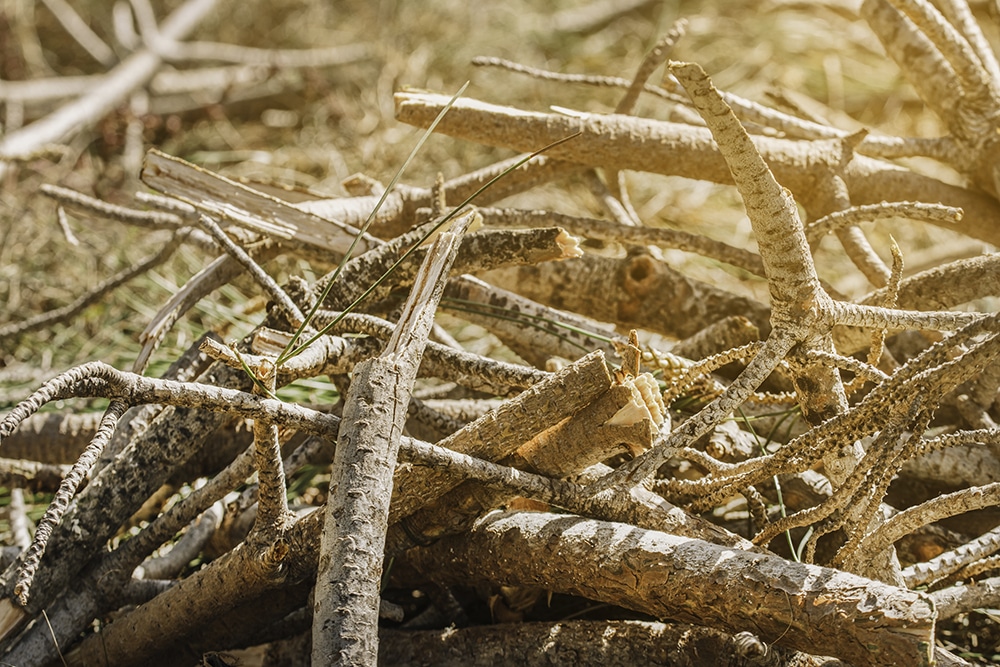 Pine wood logs piled up in the field.